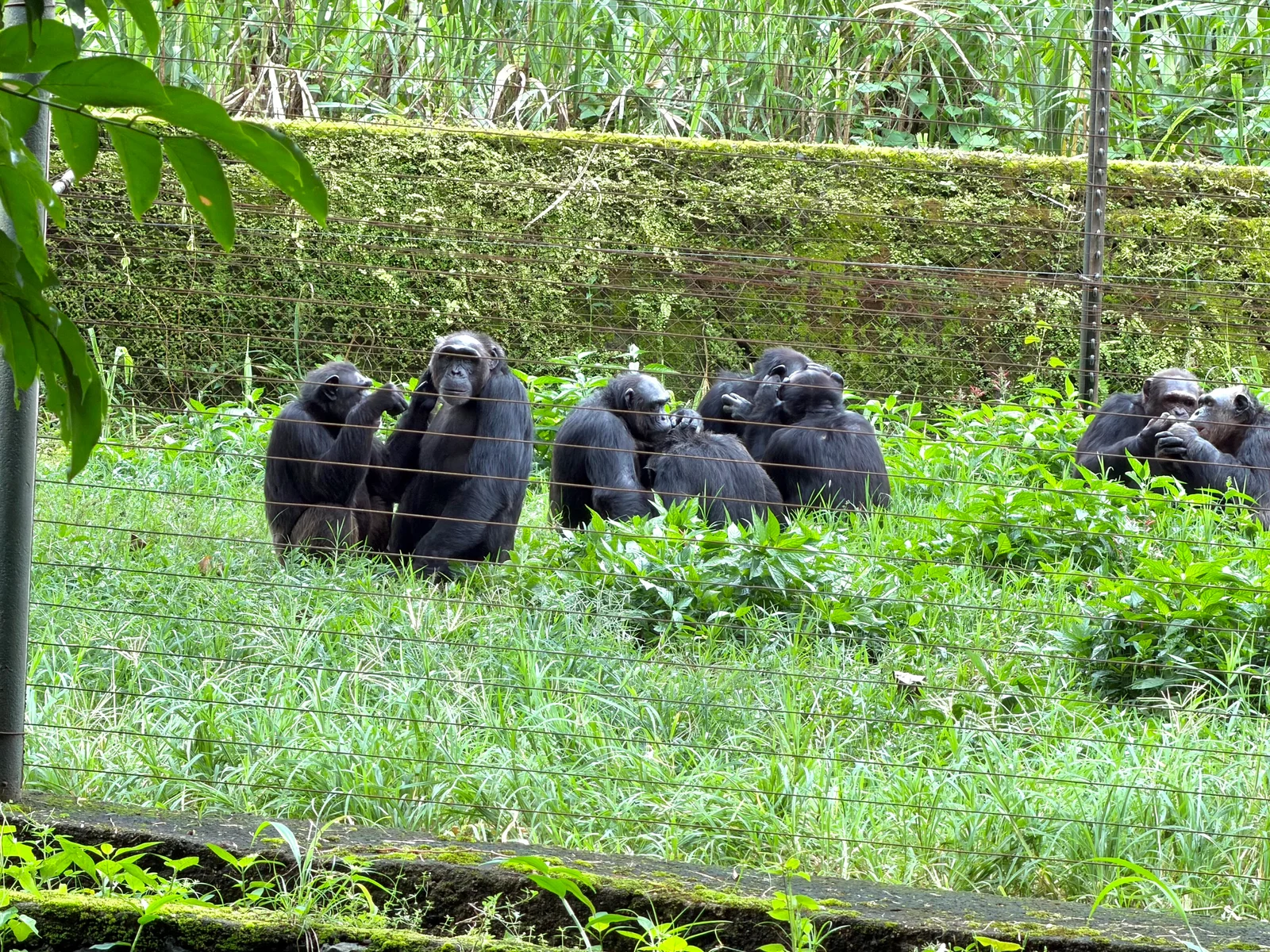 A chimpanzee at Limbe Wildlife Centre, Cameroon